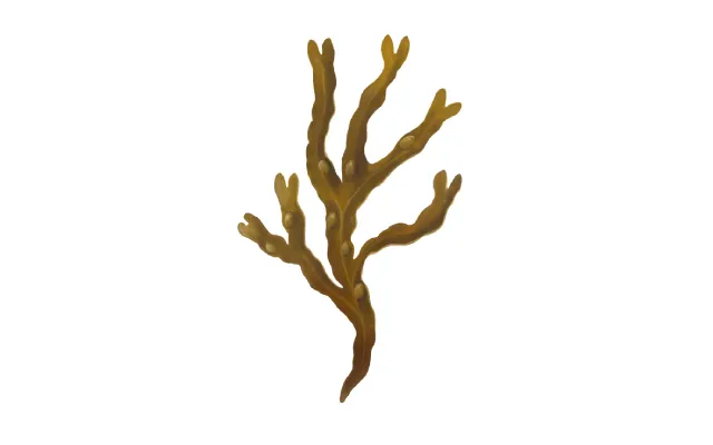 Morszczyn pęcherzykowaty.